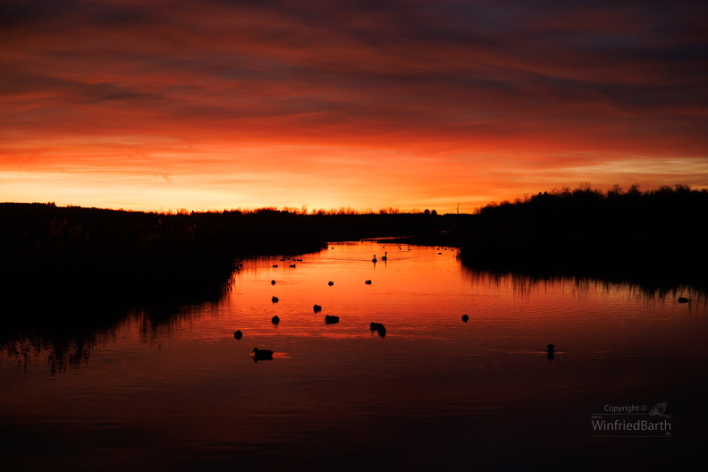 Federsee im Abendrot.jpg